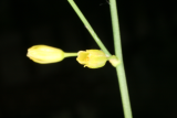 Asparagus officinalis RCP5-09 172.jpg